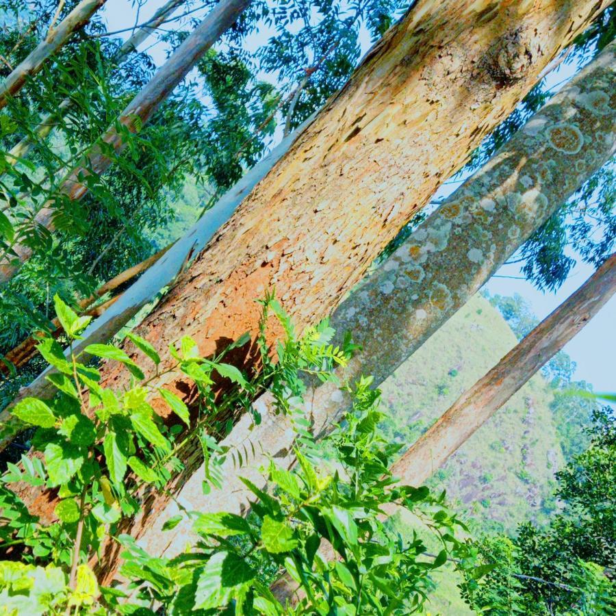 Rose Dale Homestay Ella Exteriör bild